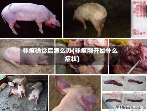非瘟确诊后怎么办(非瘟刚开始什么症状)-第2张图片