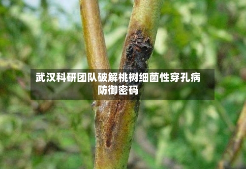 武汉科研团队破解桃树细菌性穿孔病防御密码-第2张图片