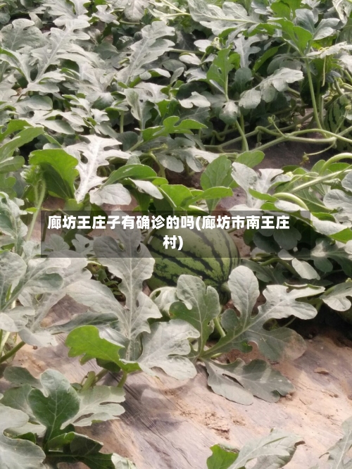 廊坊王庄子有确诊的吗(廊坊市南王庄村)-第2张图片