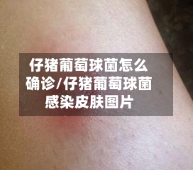 仔猪葡萄球菌怎么确诊/仔猪葡萄球菌感染皮肤图片-第2张图片