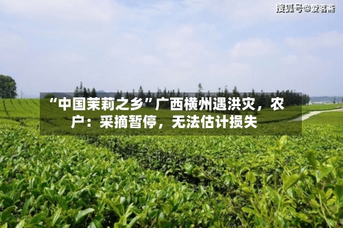 “中国茉莉之乡”广西横州遇洪灾，农户：采摘暂停，无法估计损失