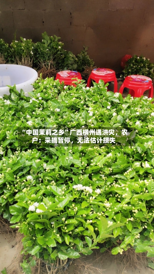 “中国茉莉之乡”广西横州遇洪灾	，农户：采摘暂停，无法估计损失-第2张图片